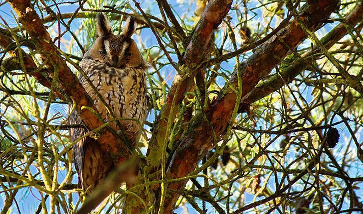 Asio otus (Linnaeus, 1758)