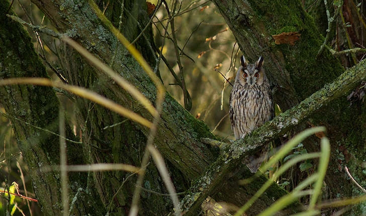 Asio otus (Linnaeus, 1758)