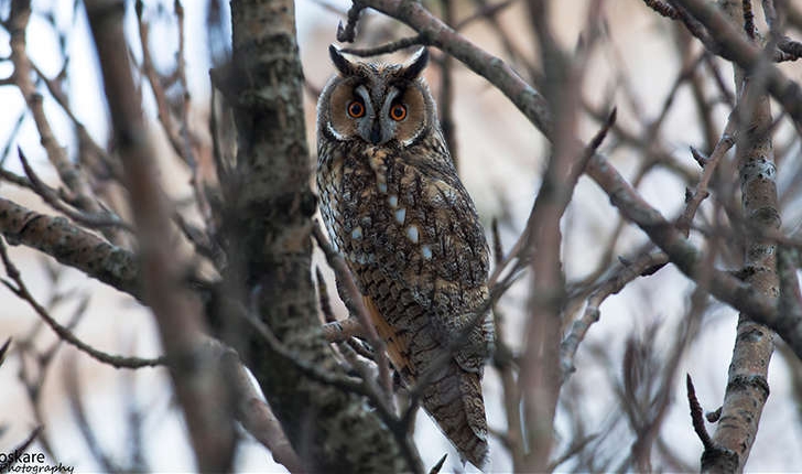 Asio otus (Linnaeus, 1758)