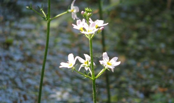 Hottonia palustris