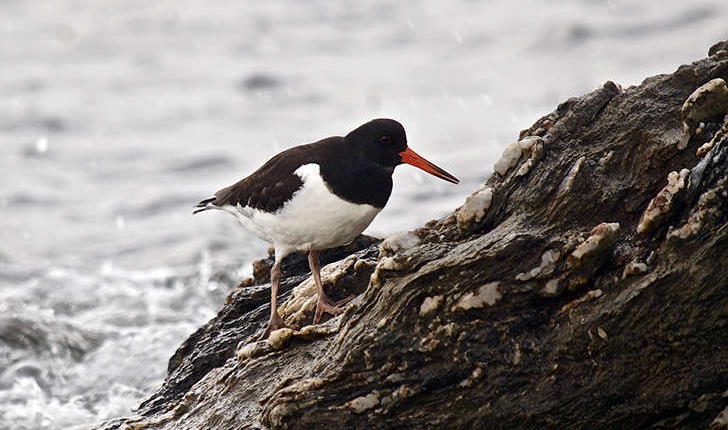 Haematopus ostralegus (Linné, 1758) 