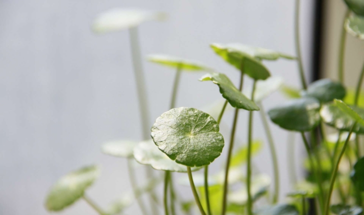 Hydrocotyle commun (Crédits : Andy - flickr)