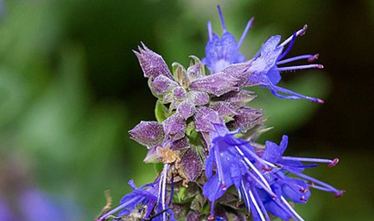 Hyssopus officinalis