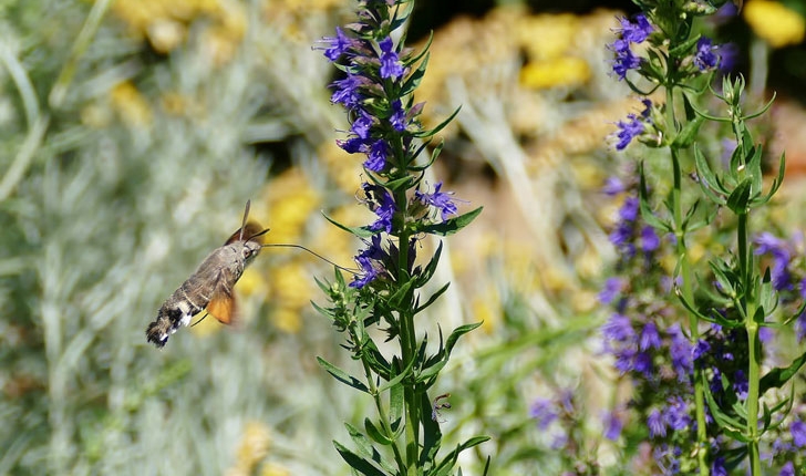 Hyssopus officinalis