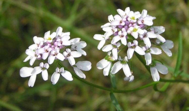 Iberis linifolia (Linné, 1759)