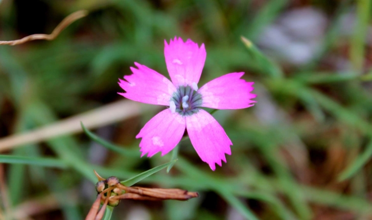 Dianthus pavonius (Tausch, 1839)