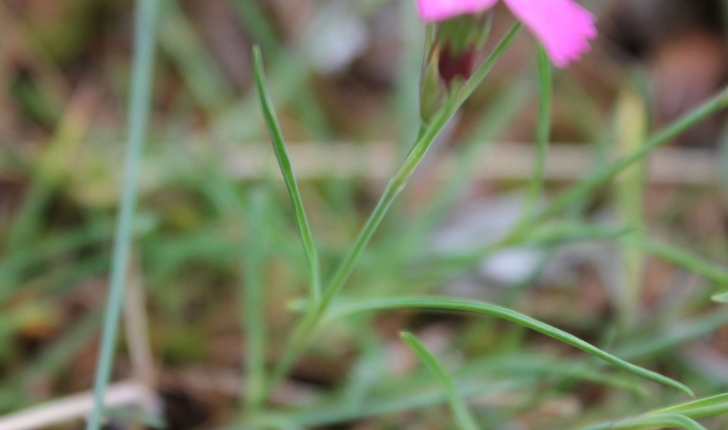 Dianthus pavonius (Tausch, 1839)