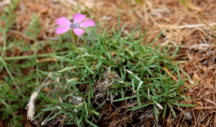 Dianthus pavonius (Tausch, 1839)