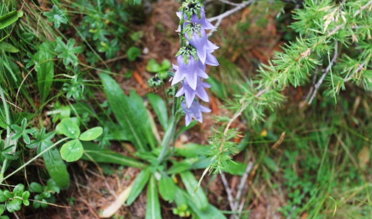 Campanula barbata (L., 1759)