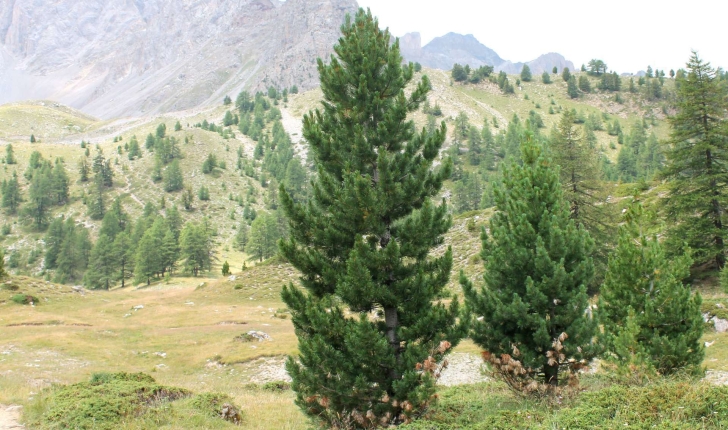 Pinus cembra (L., 1753)