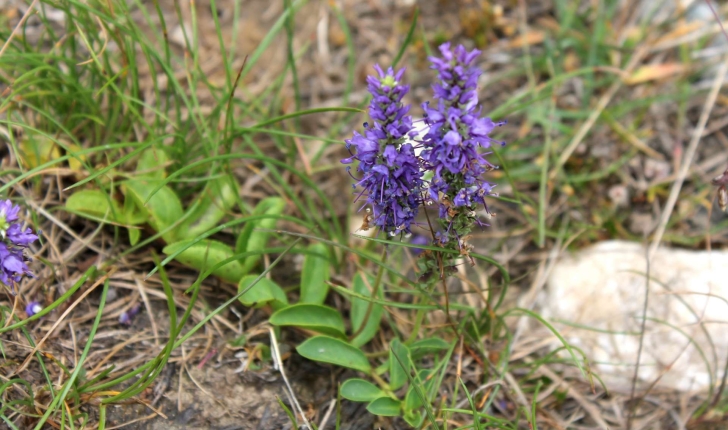 Veronica allionii (Vill., 1779)