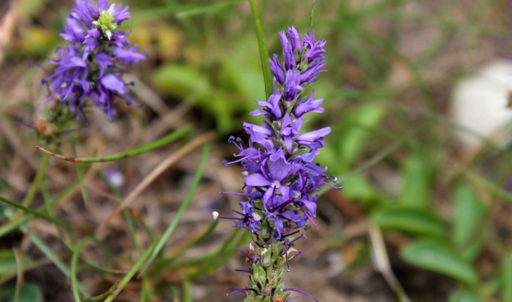 Veronica allionii (Vill., 1779)