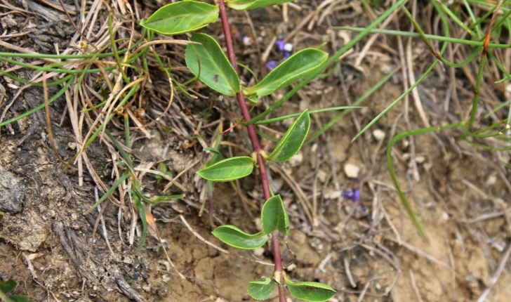 Veronica allionii (Vill., 1779)