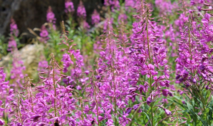 Epilobium angustifolium L., 1753