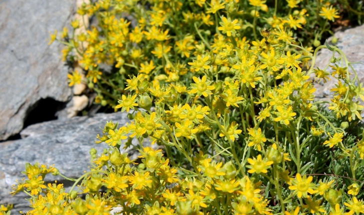 Saxifraga aizoides (L., 1753)