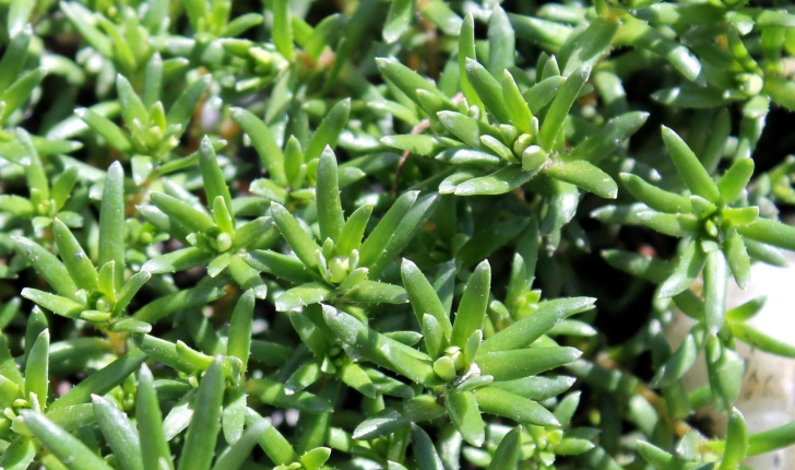 Saxifraga aizoides (L., 1753)