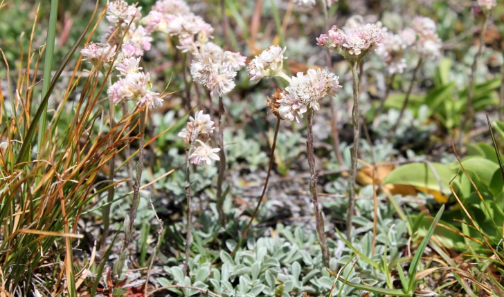 Antennaria dioica ((L.) Gaertn., 1791)