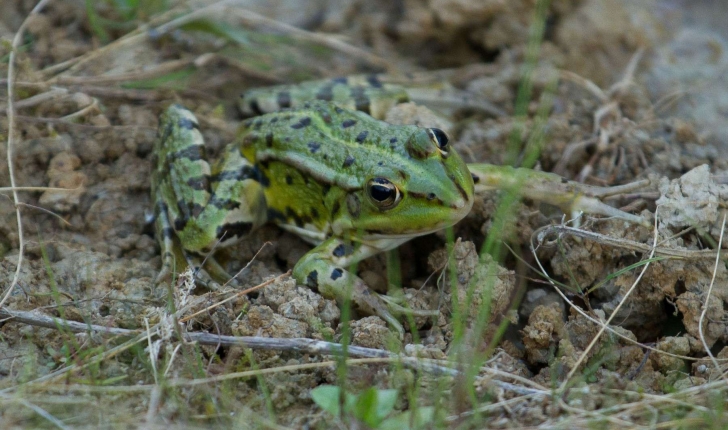 Rana kl. esculenta (Linnaeus, 1758)