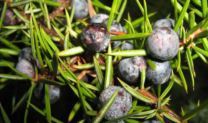 Juniperus communis (L., 1753)