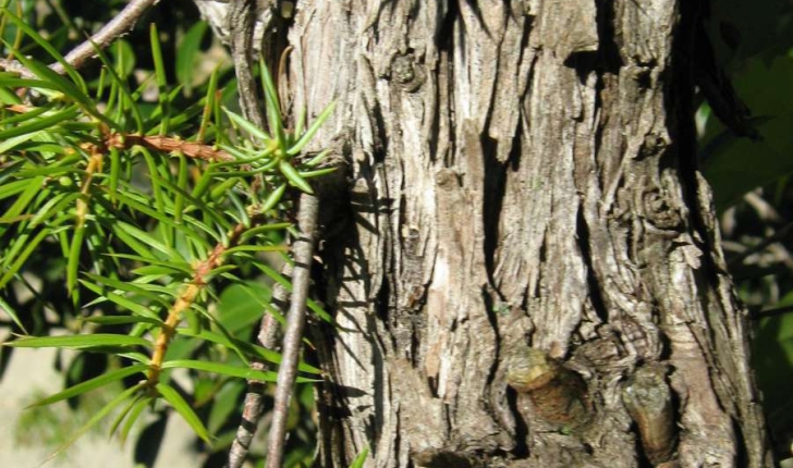 Juniperus communis (L., 1753)