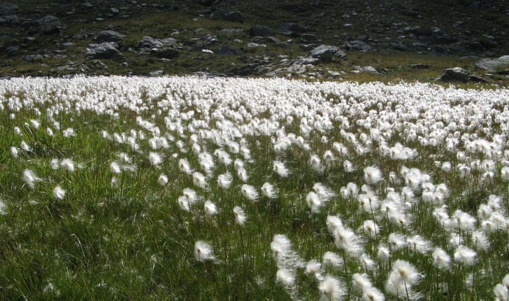 Eriophorum scheuchzeri (Hoppe,1800)