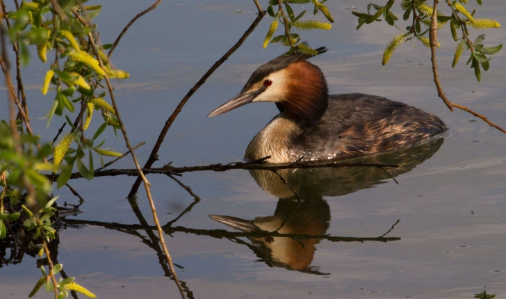 Podiceps cristatus (Linnaeus, 1758)