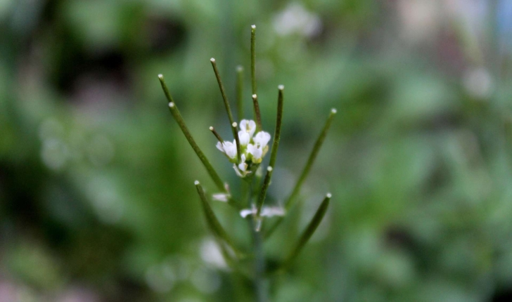 Cardamine hirsuta (L., 1753)