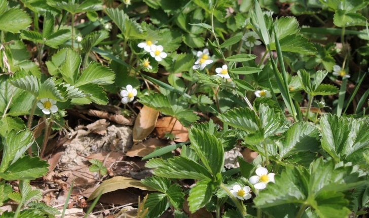 Fragaria vesca (L., 1753)