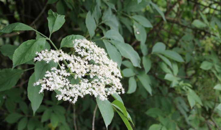 Sambucus nigra L., 1753