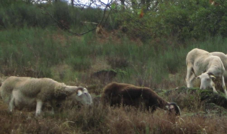Ovis aries
