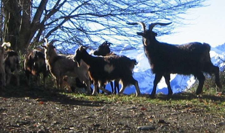 Capra hircus 