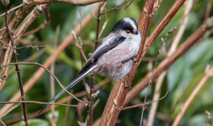 Aegithalos caudatus (Linné, 1758)