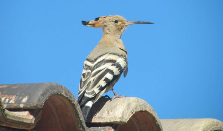 Upupa epops (Linnaeus, 1758)