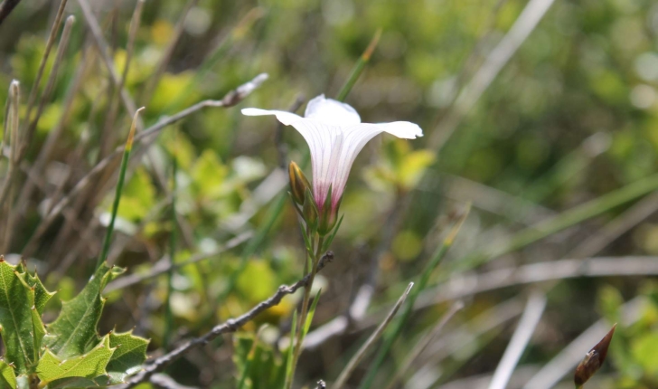 Linum tenuifolium (L., 1753)