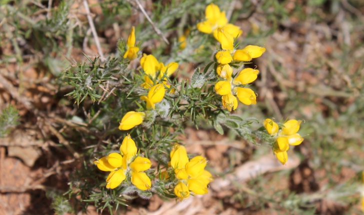 Genista hispanica L., 1753