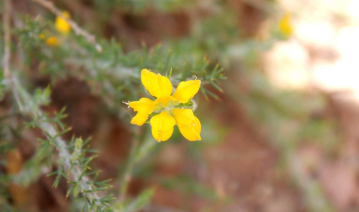 Genista hispanica L., 1753