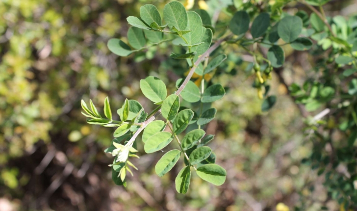 Colutea arborescens (Linné, 1753)