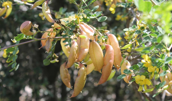 Colutea arborescens (Linné, 1753)