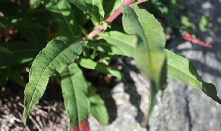 Epilobium angustifolium L., 1753