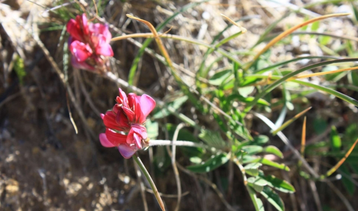 Onobrychis viciifolia subsp. montana ((DC.) Gams, 1924)