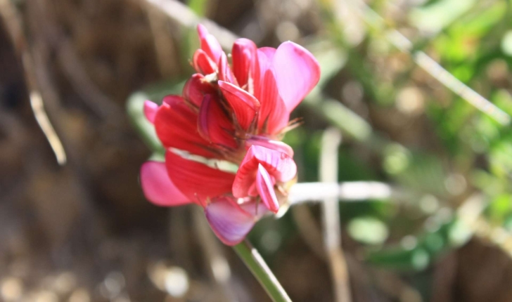 Onobrychis viciifolia subsp. montana ((DC.) Gams, 1924)