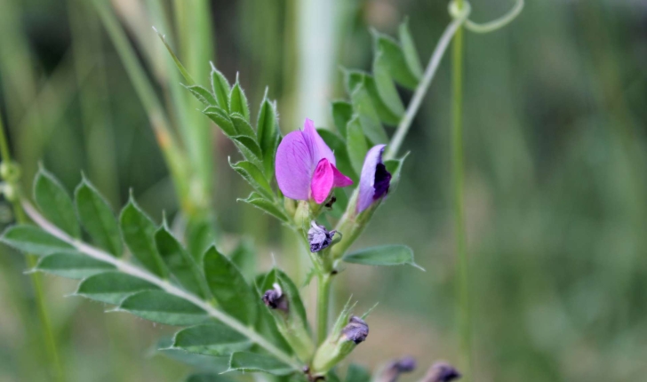 Vicia sp.