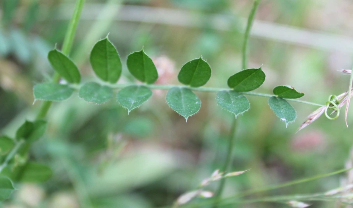 Vicia sp.