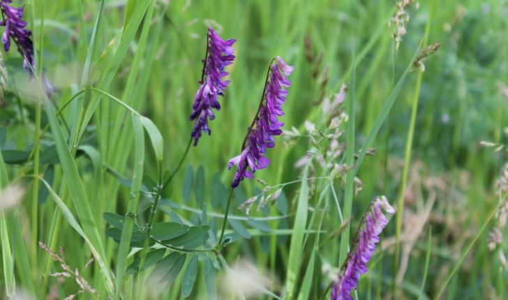 Vicia sp.