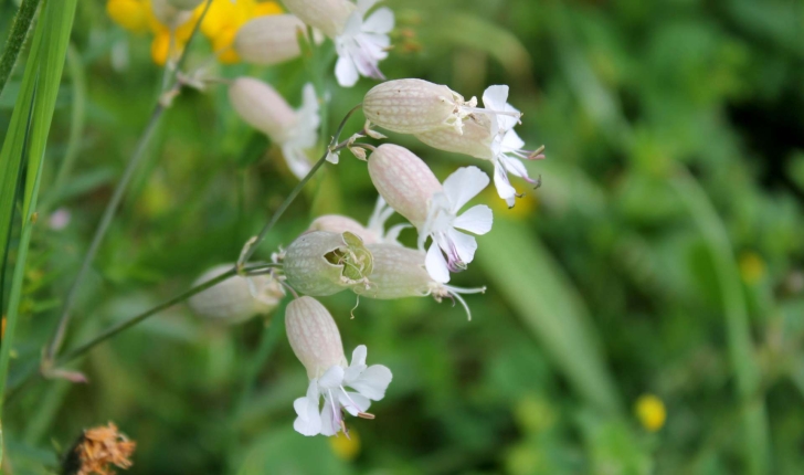 Silene vulgaris (Moench) Garcke, 1869