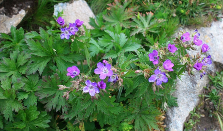 Geranium sylvaticum L., 1753