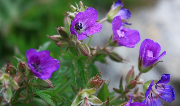 Geranium sylvaticum L., 1753