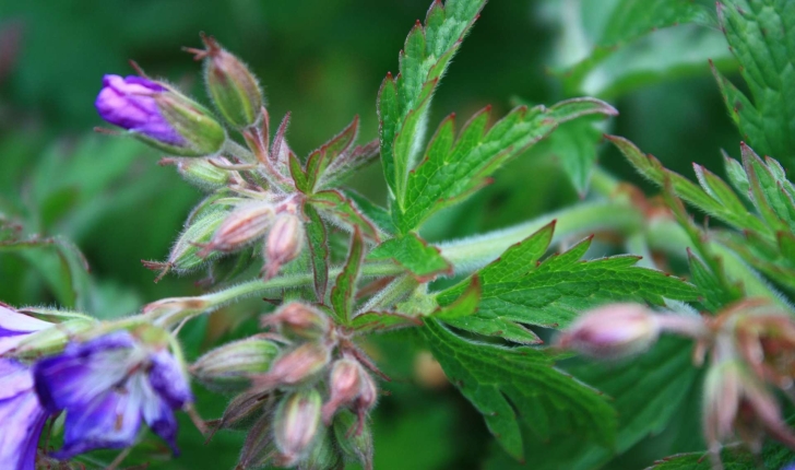 Geranium sylvaticum L., 1753