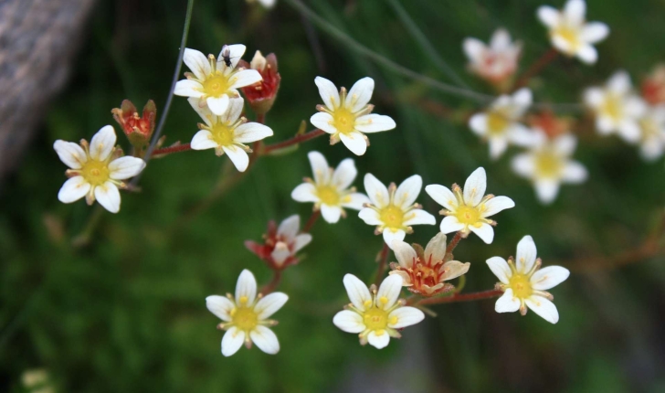 Saxifraga exarata Vill., 1779