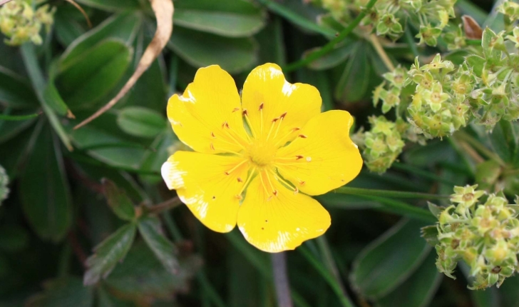 Potentilla aurea L., 1756